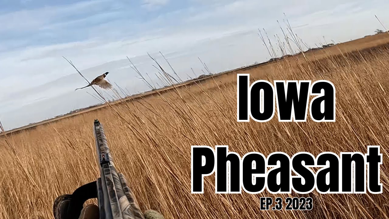 Pheasant Hunting with Springer Spaniel! Ep.3-2023