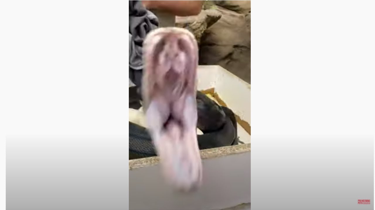 My Wildest Snake Striking Video?