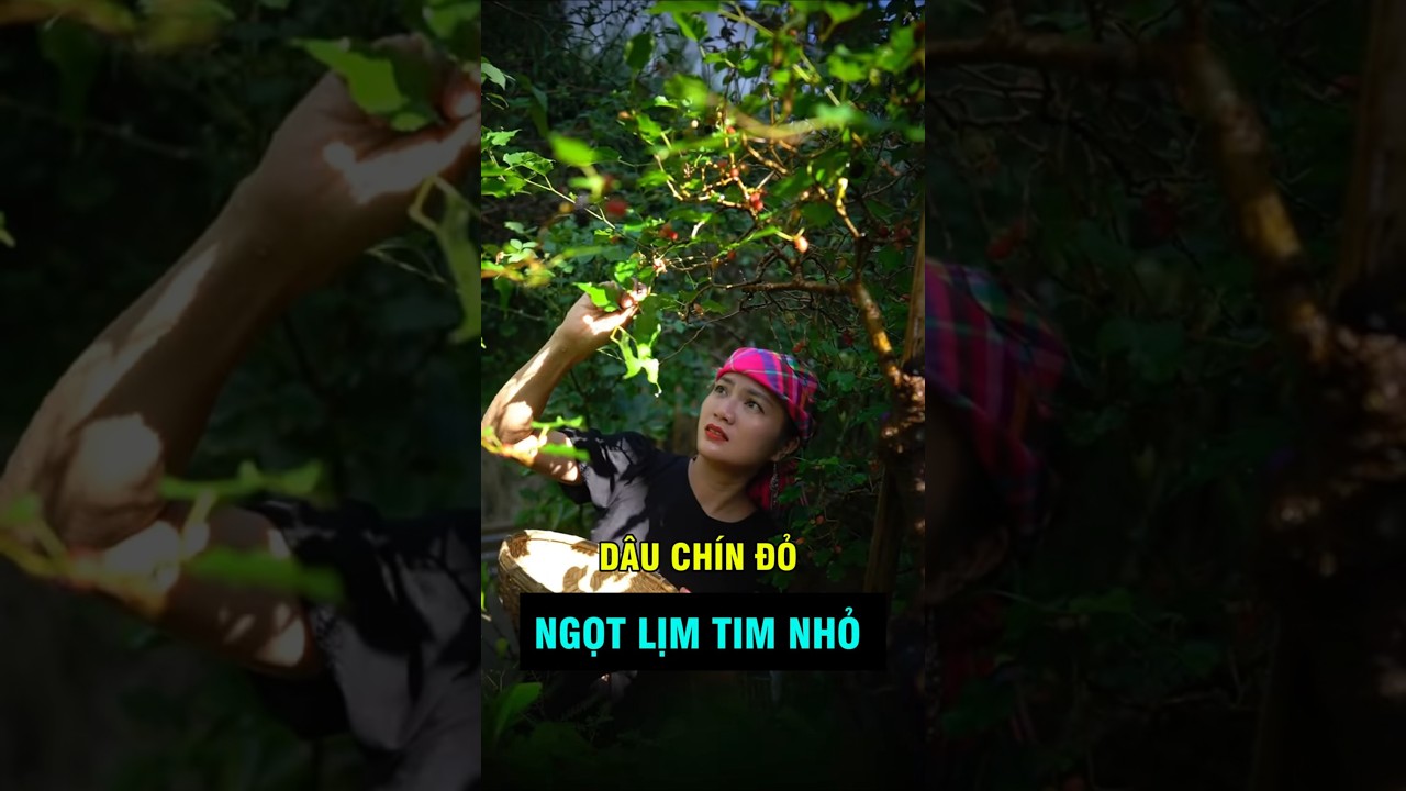 C&aacute;ch l&agrave;m siro d&acirc;u tằm để được l&acirc;u . #khahanhtaybactv #taybactv
