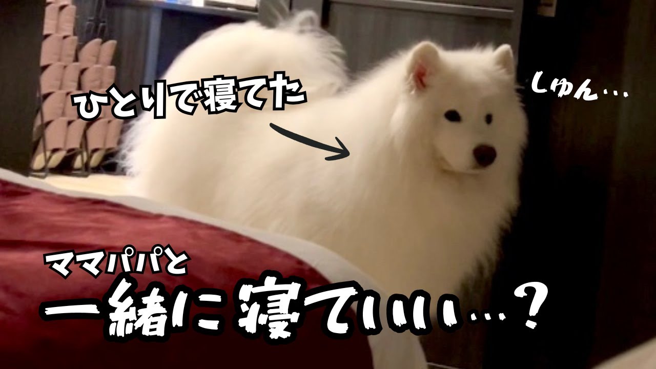 寂しくなると寝室に来ちゃうサモエドが可愛すぎた朝がこちらです