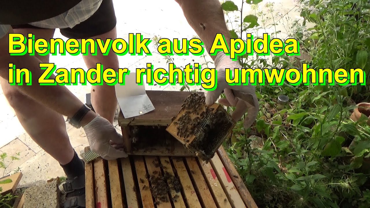 Bienenvolk aus Apidea in Zander richtig umwohnen  @Nordbiene ​