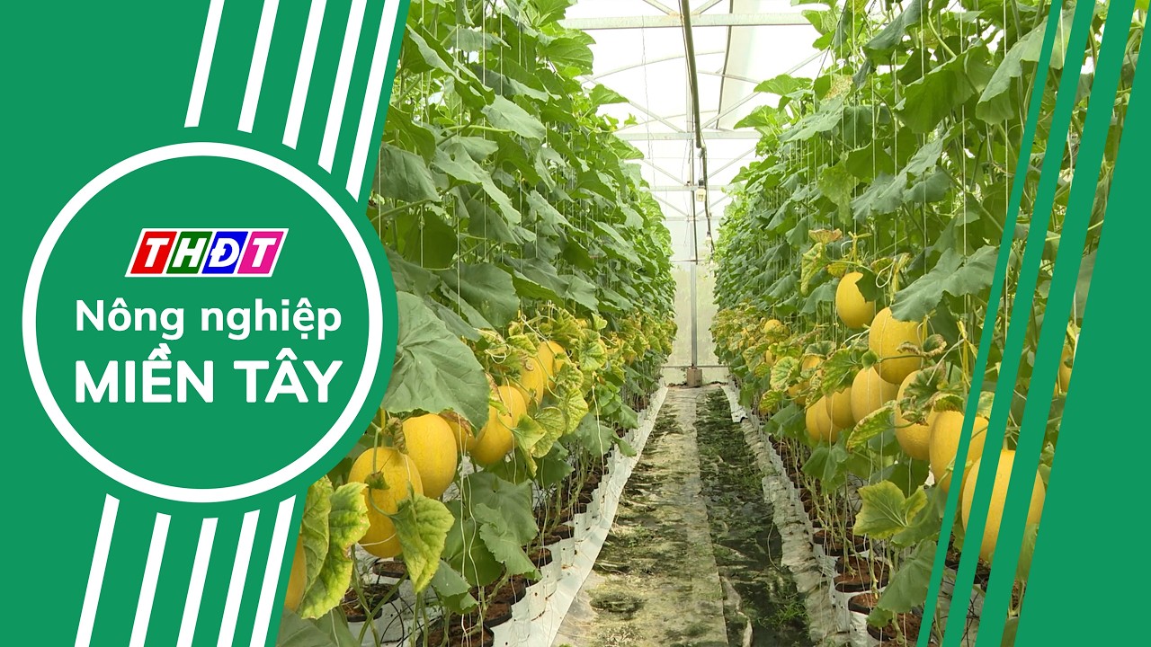 Nông dân Vĩnh Hựu - Long Bình thu hoạch nông sản phục vụ Tết | Nông nghiệp Miền Tây