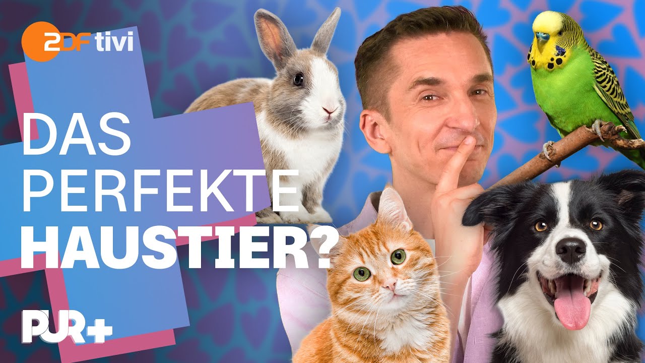 Haustier-Guide: Hund, Katze, Kaninchen, Vogel? Dieses Haustier passt zu dir | PUR+