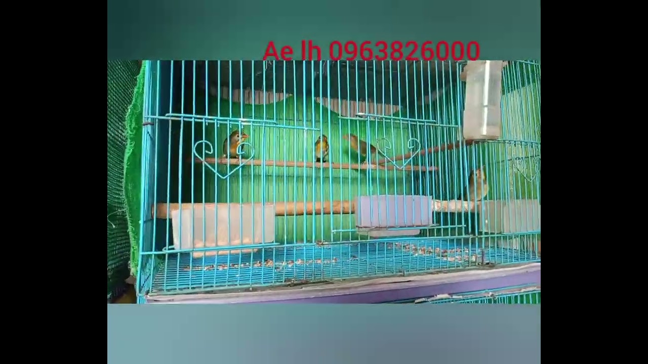 25/10 oanh cổ đỏ giá rẻ cùng các loại chim bình dân ae lh 0963826000