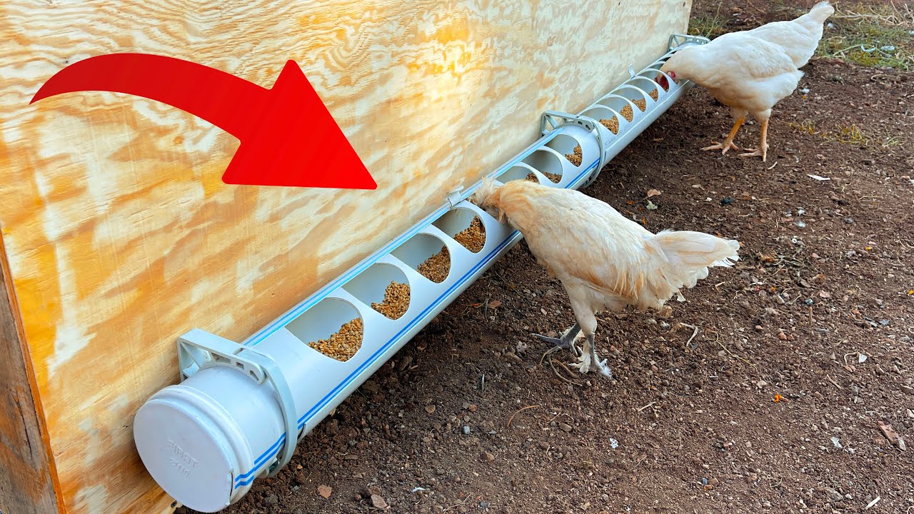 Sıradışı Fikir | Pvc Borudan Tavuk Yemlik Yapımı