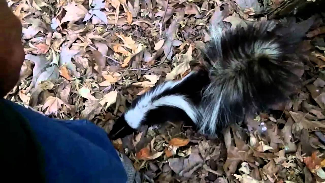 Friendly Wild Skunk