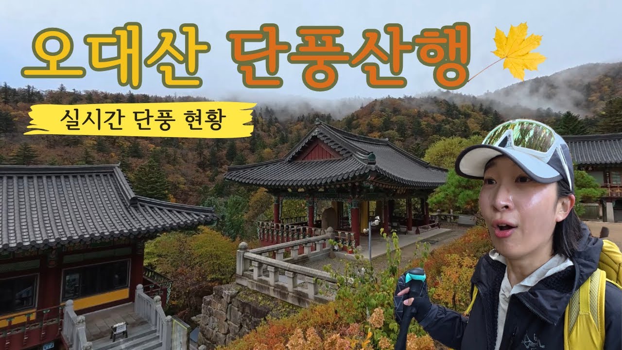 [ENG.산행일지]오대산 단풍 절정 현황ㅣ황금빛 가을 단풍명소 산행ㅣ오대산 상원사~비로봉 최단코스 #odaesan