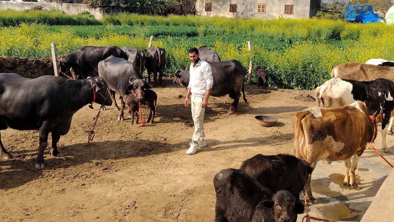 ☎️90171 35791 गांव बरसाना तहसील पुण्डरी हजार से शुरूवात 8 गाय ओर भैंस सेल के लिए सम्पर्क करें  