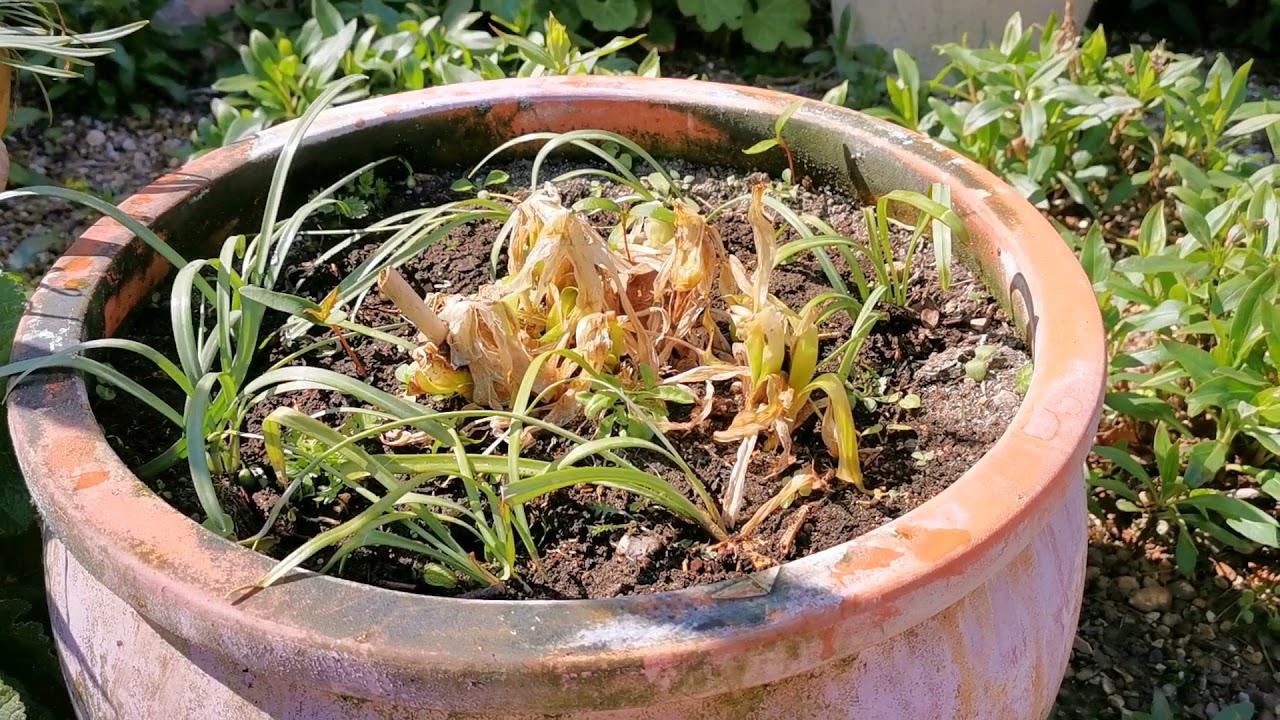 Agapanthus in Pots