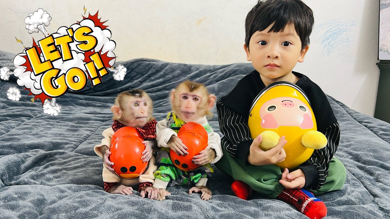 The cuteness of monkey Diana + DiDi + Roma cannot be missed