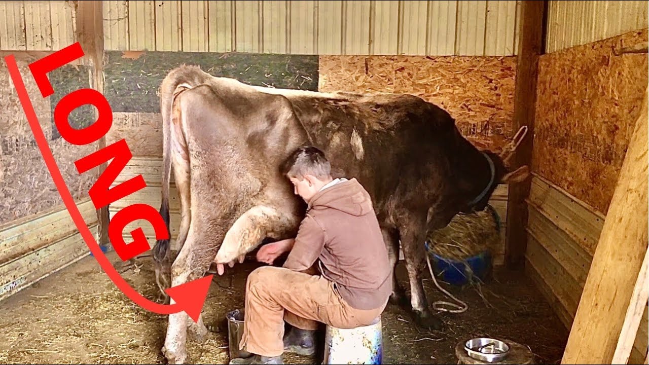 How to hand-milk a cow with long teats!