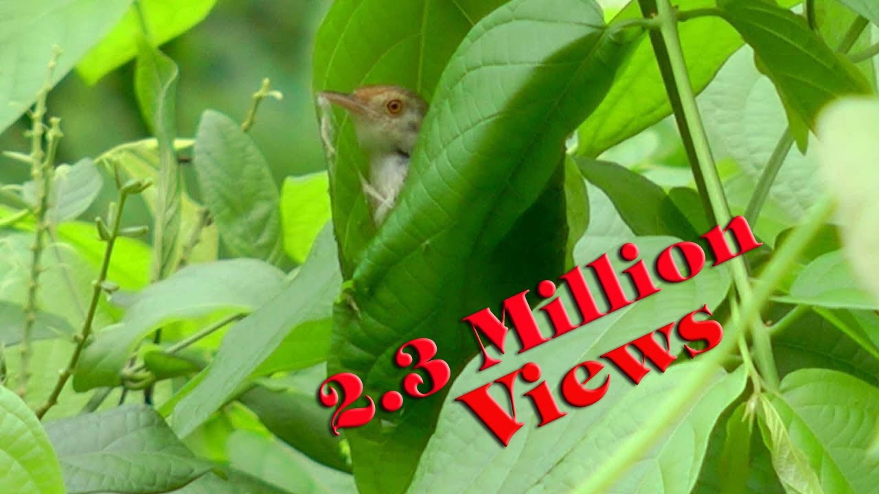 Tailorbird building Nest