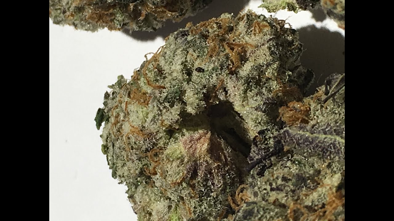 Papaya Strain Review