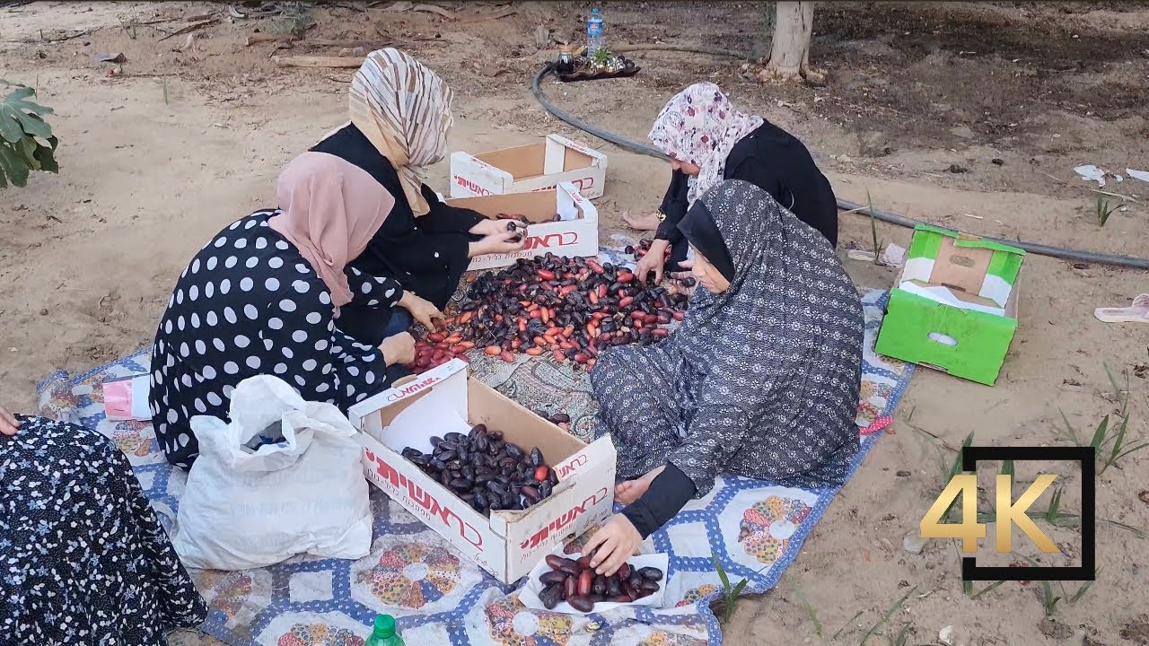 Dates Harvesting In Deir Al Balah Gaza Palestine 🇵🇸 قطف البلح في دير البلح غزة فلسطين