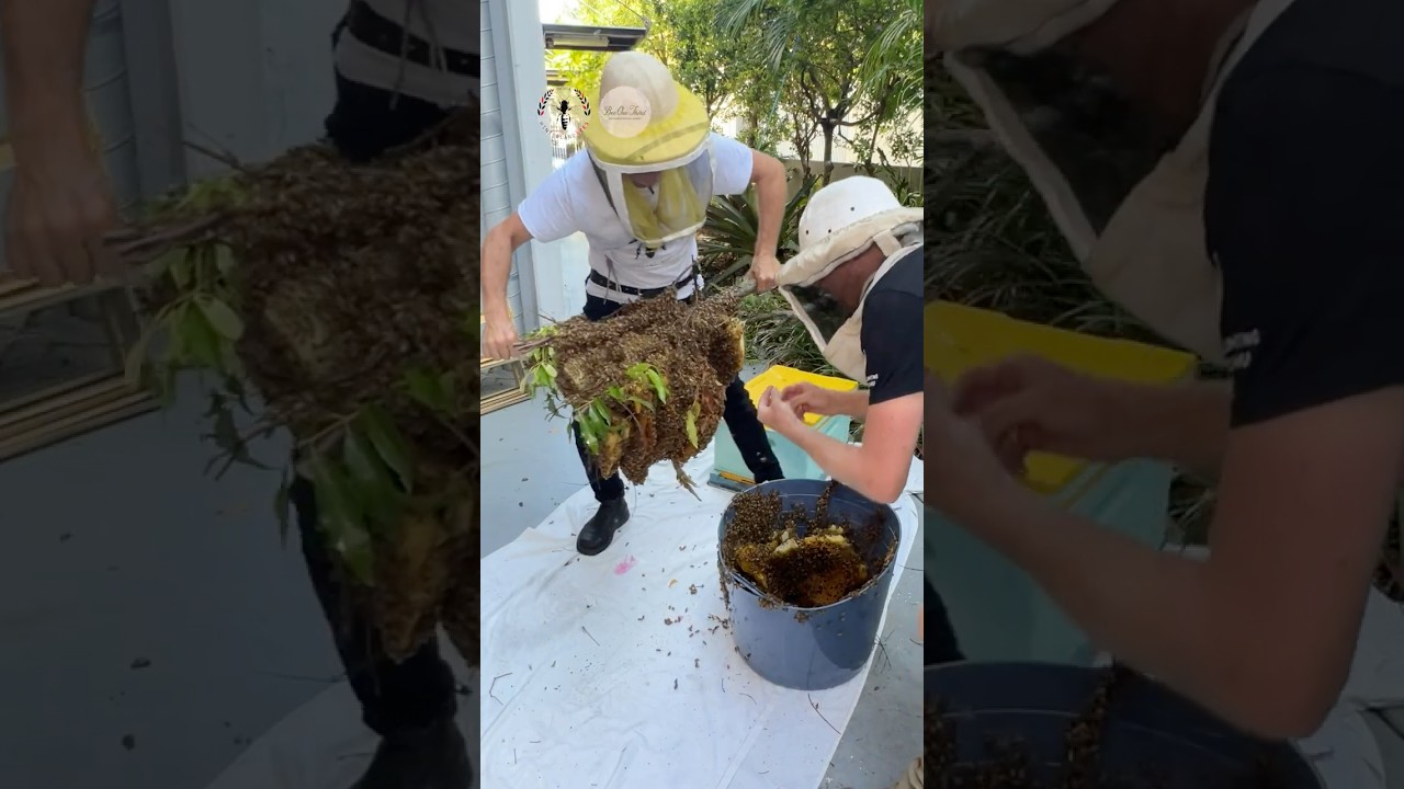 Mega Open-air Bee Nest #bee #beehive #honey
