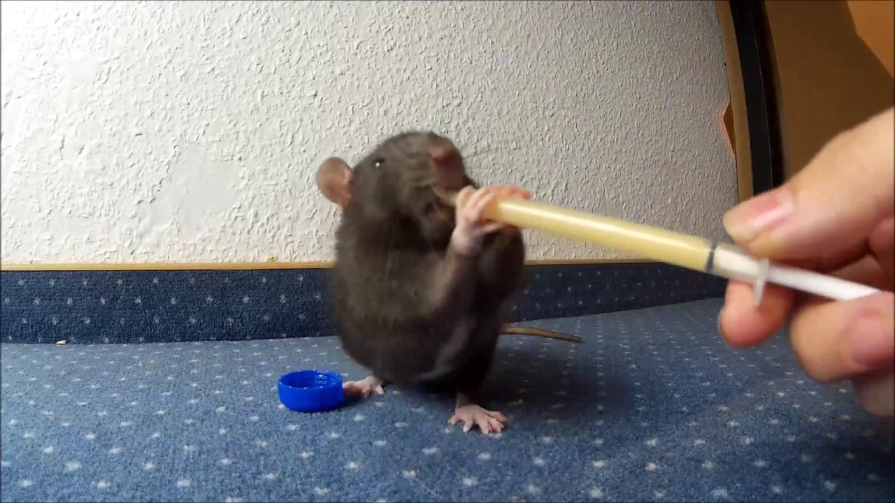 Clickern mit Ratten - Apportieren - Tutorial