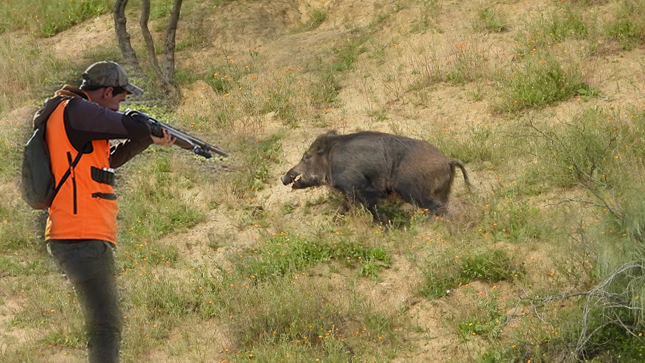 Chasse Sanglier 2026 - Hunting Wild boar - قنص الخنزير #hunting
