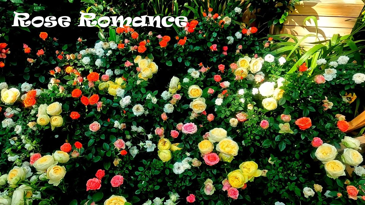 Rose Romance 2022