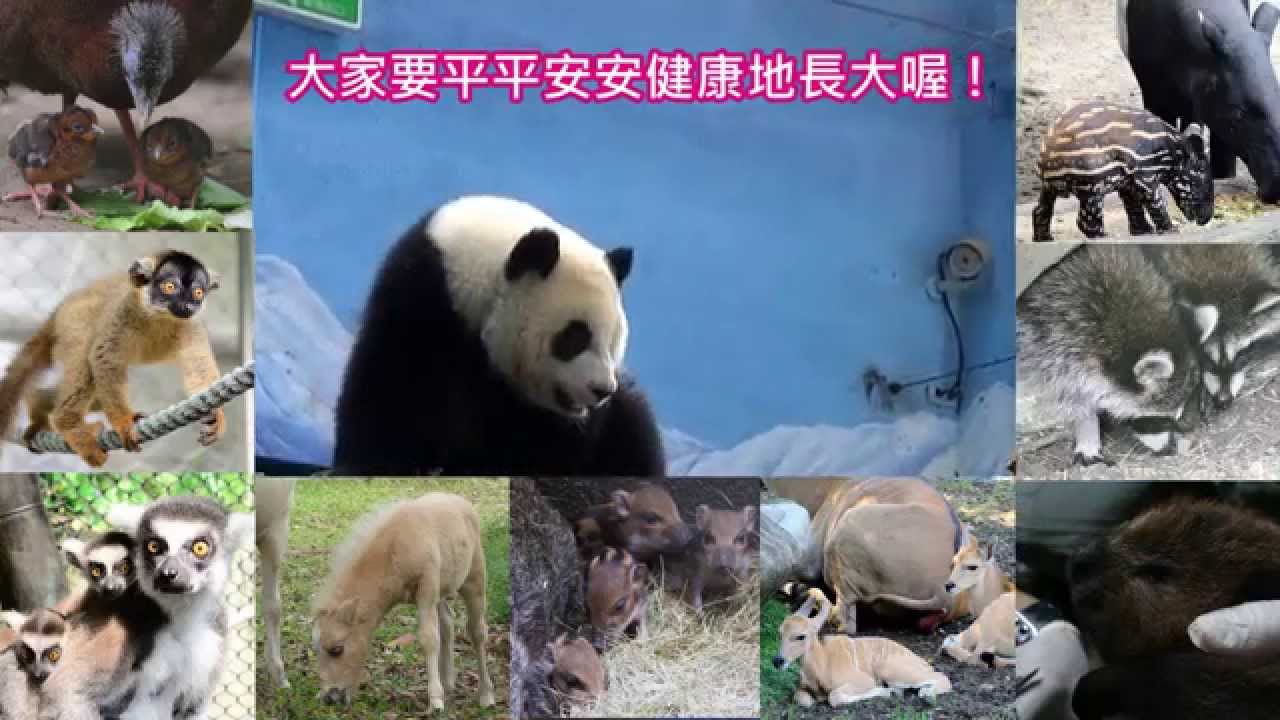 大貓熊圓仔1歲囉！Giant Panda Cub Yuan Zai's One Year Old Diary