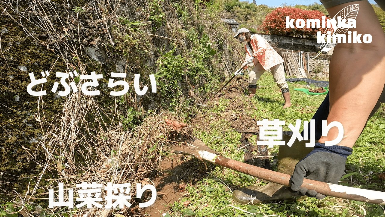 【古民家に住もう#241】30年放置された畑の草刈り5000㎡、ドブさらいに山菜採り