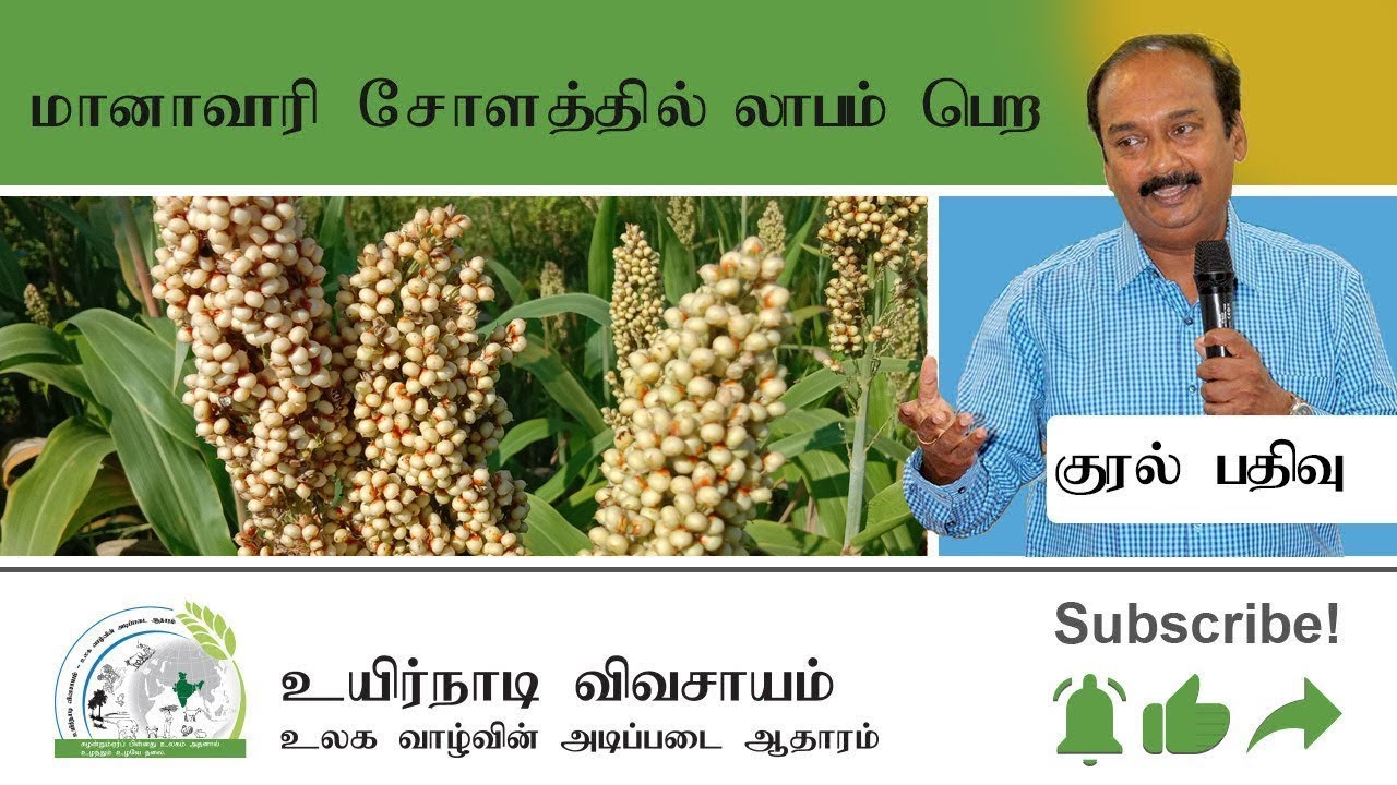 மானாவாரி சோளத்தில் லாபம் பெற.   To profit from rainfed corn