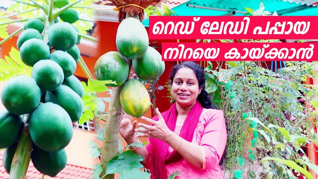 റെഡ് ലേഡി പപ്പായ നിറയെ കായ്ക്കാൻ ചെയ്യേണ്ട കാര്യങ്ങൾ Red Lady Papaya Farming Tips Malayalam