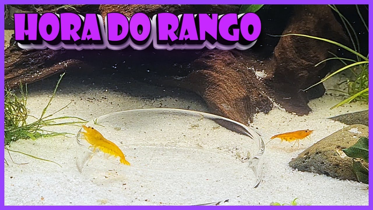 ALIMENTANDO OS CAMARÔES NEOCARIDINAS