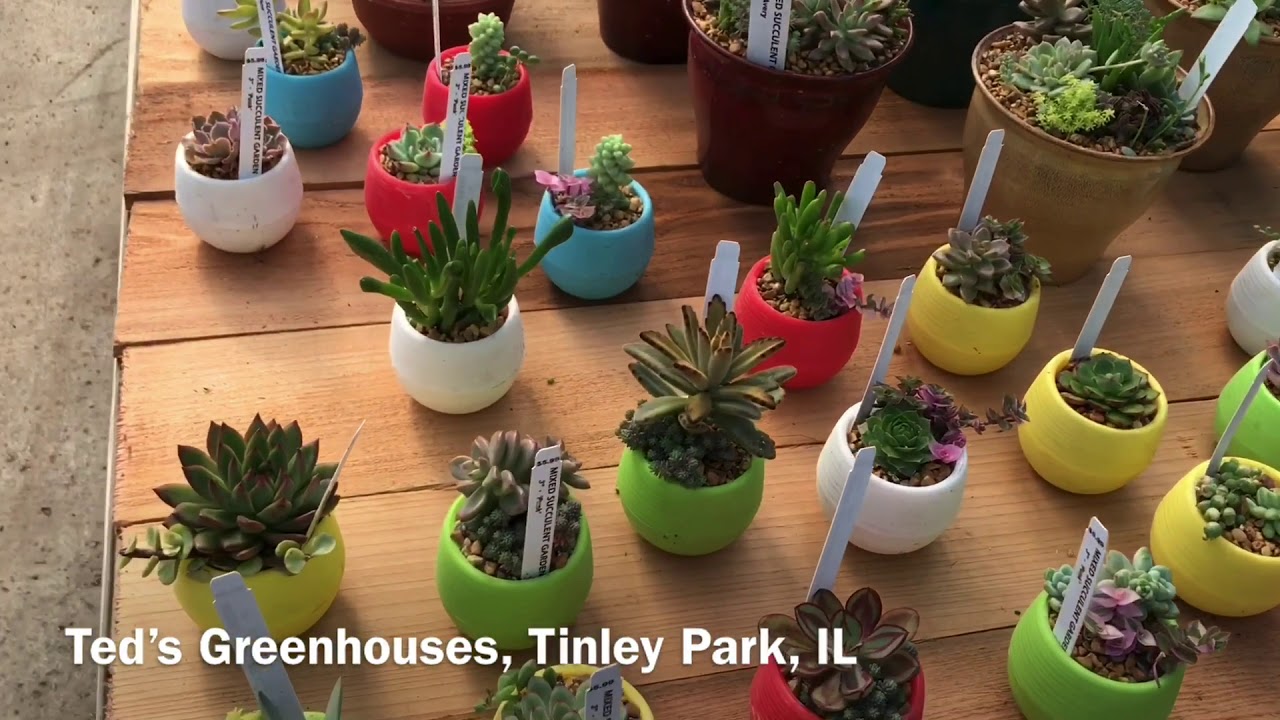 Visit to Two Succulent Nurseries