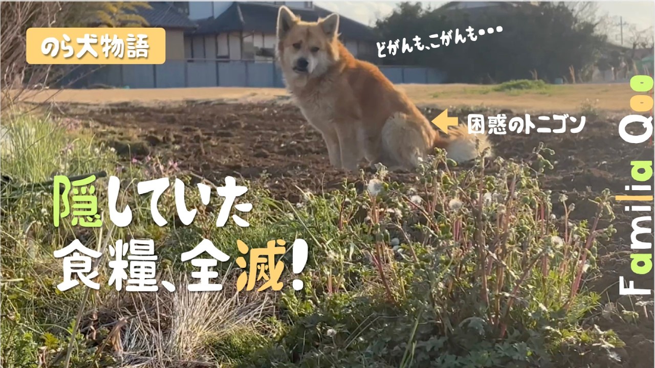 耕うん機で、隠していたおやつが全滅して途方にくれるのら犬【M.ダックスと近所ののら犬】