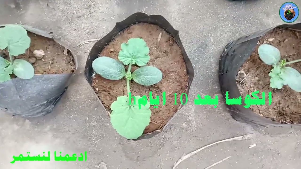 لن تحتاج لشراء الكوسا بعد اليوم 🥒🌱 | زراعة سهلة ومحصول وفير في البيت 🚀💚