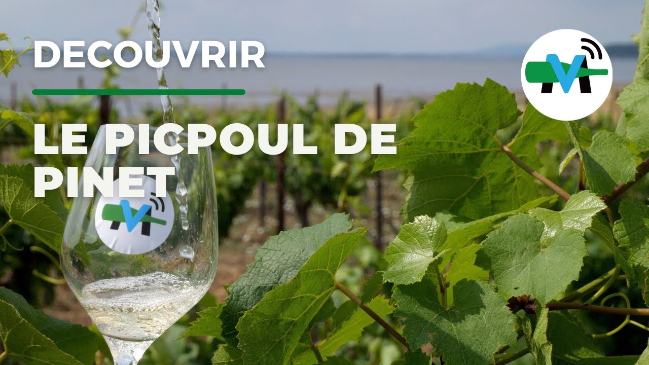 Découvrir l'appellation Picpoul de Pinet