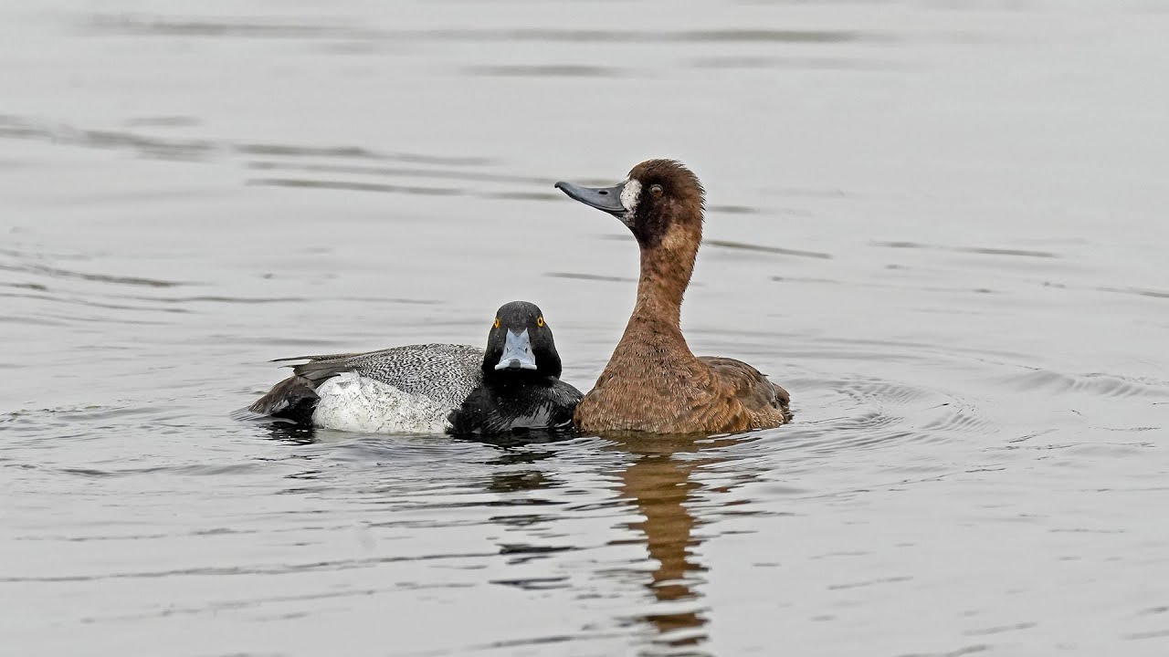 Breeding Duck Survey 2025 - NDGF - 06-19-2025