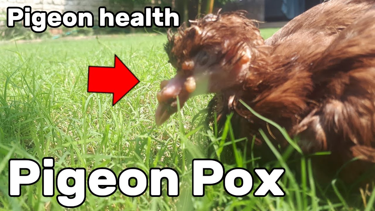 Pigeon Pox - Pigeon Health Episode #4