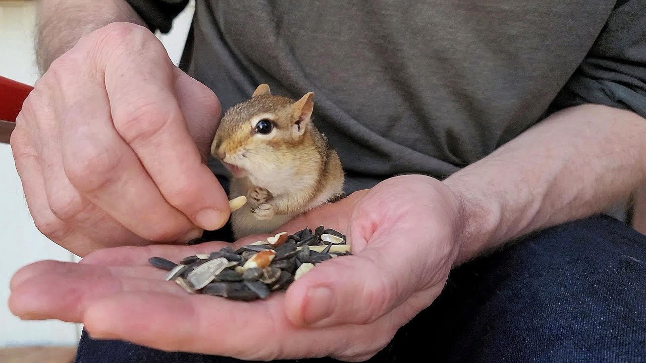 다람쥐 쳐키에게 눈을 못 떼는 남편 My Husband Can't Take His Eyes Off Chipmunk Chucky
