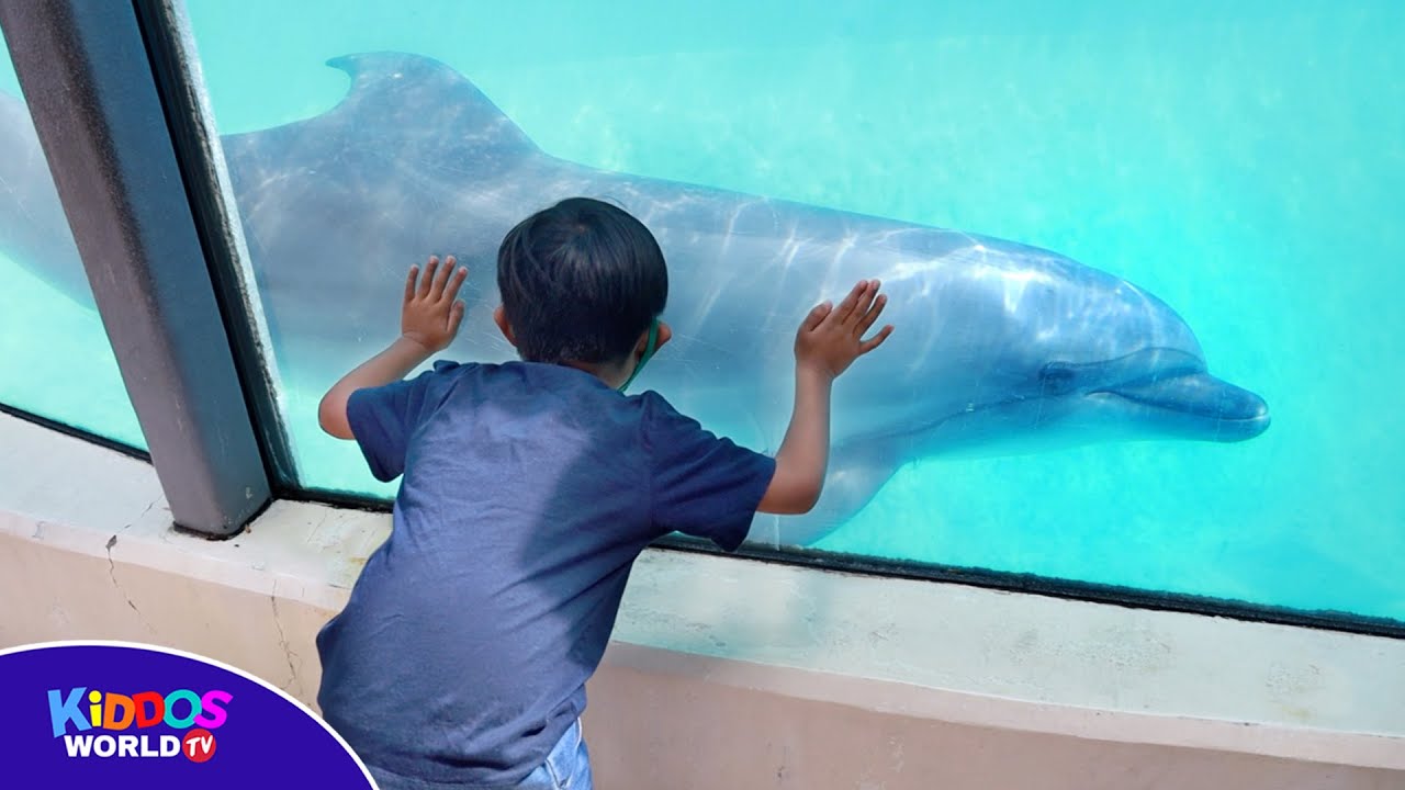 Marineland Canada Tour - Marine Animal Show and Attractions