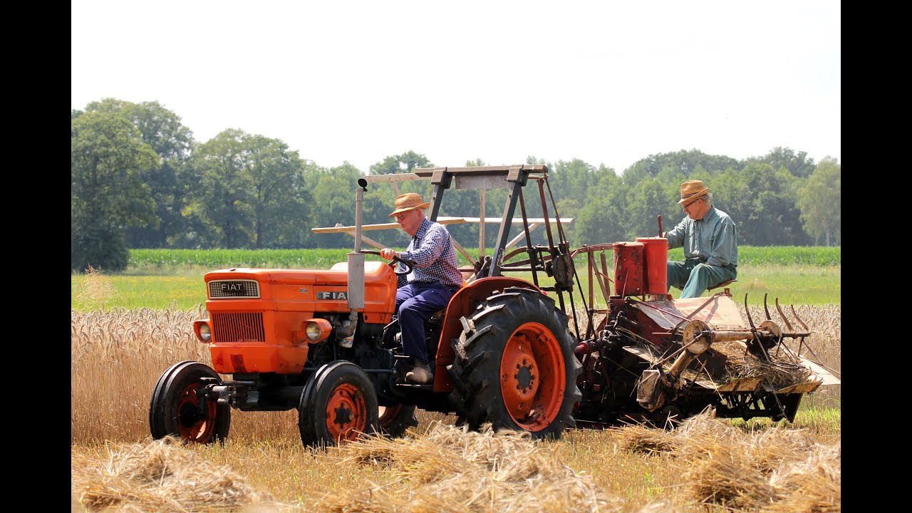Oogsten triticale in Dale Aalten door leden Olde Gebroek