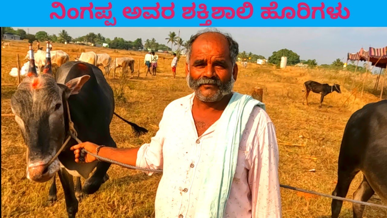 ನಿಂಗಪ್ಪ ಅವರ ಶಕ್ತಿಶಾಲಿ ಬೀಜದ ಹೊರಿಗಳು | ಹಳ್ಳಿಕಾರ್ ತಳಿ | Desi Breeding Bulls