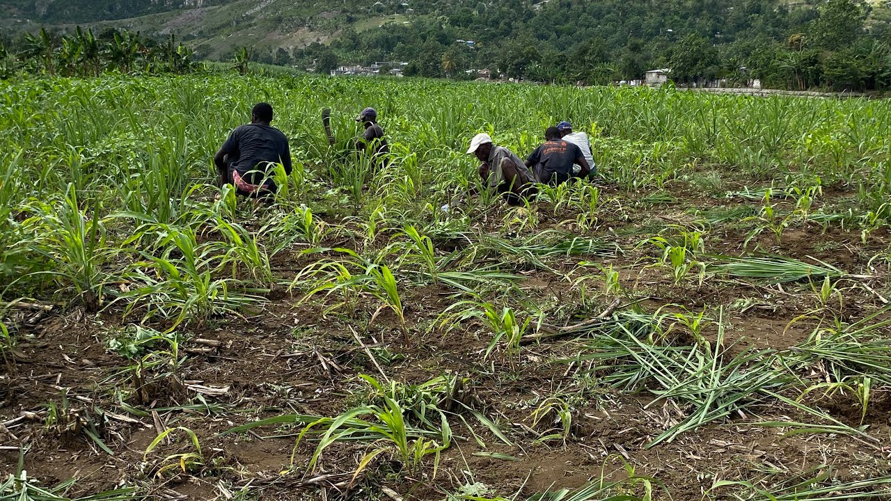 Pesonaj sa rive peye 3 fakilte pou 3 pitit li, tout gras a tè li kiltive. 🌱