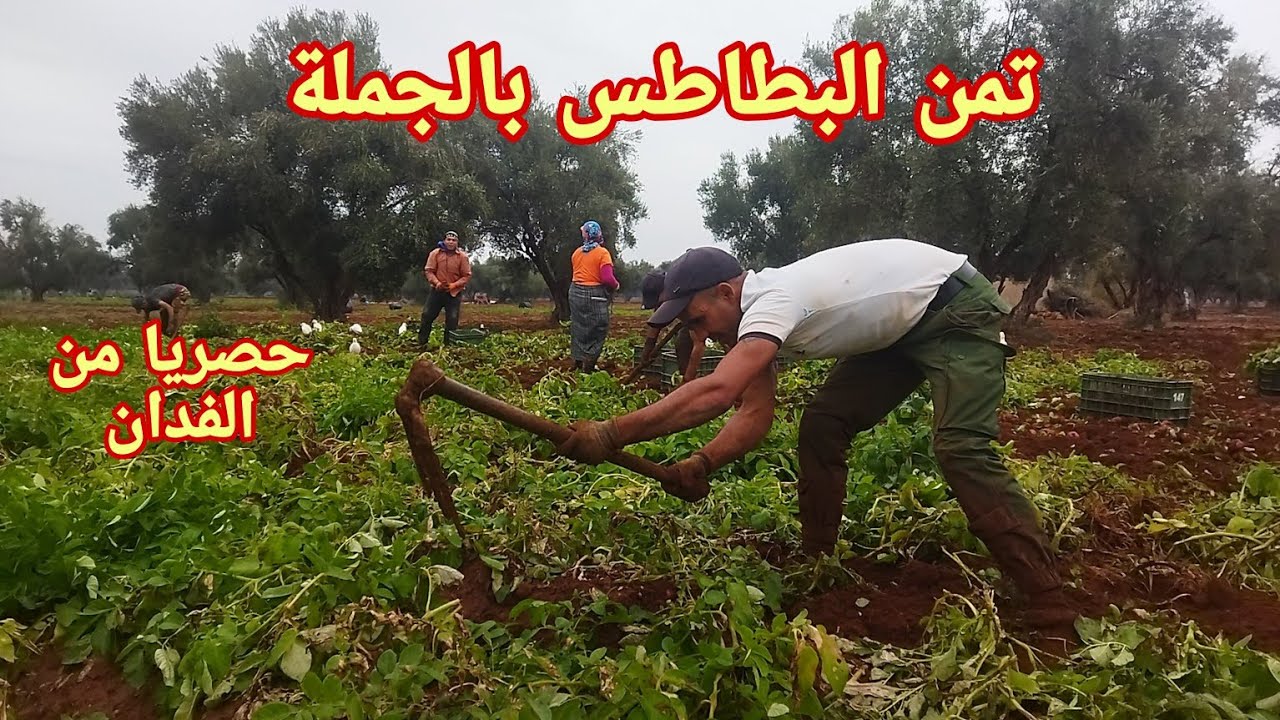 حصريا تمن البطاطس بالجملة من الفدان منطقة المهاية بين فاس ومكناس