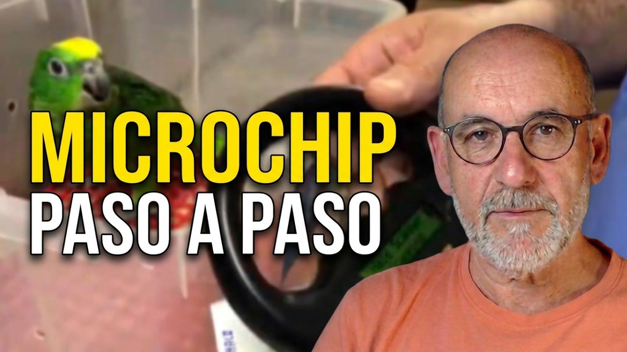 colocación de microchip