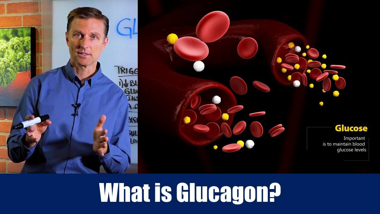 What is Glucagon? &ndash; Dr. Berg