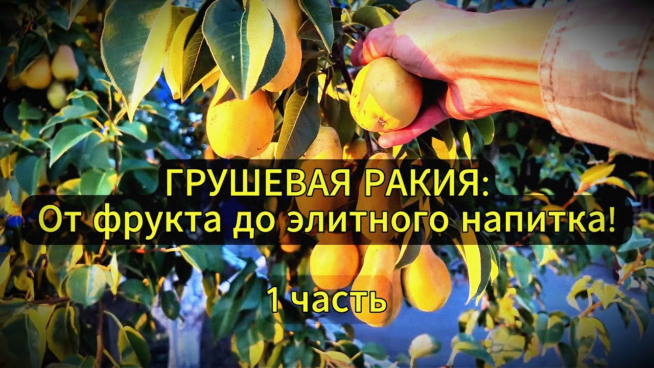 ГРУШЕВАЯ РАКИЯ: От фрукта до элитного напитка! 1 часть