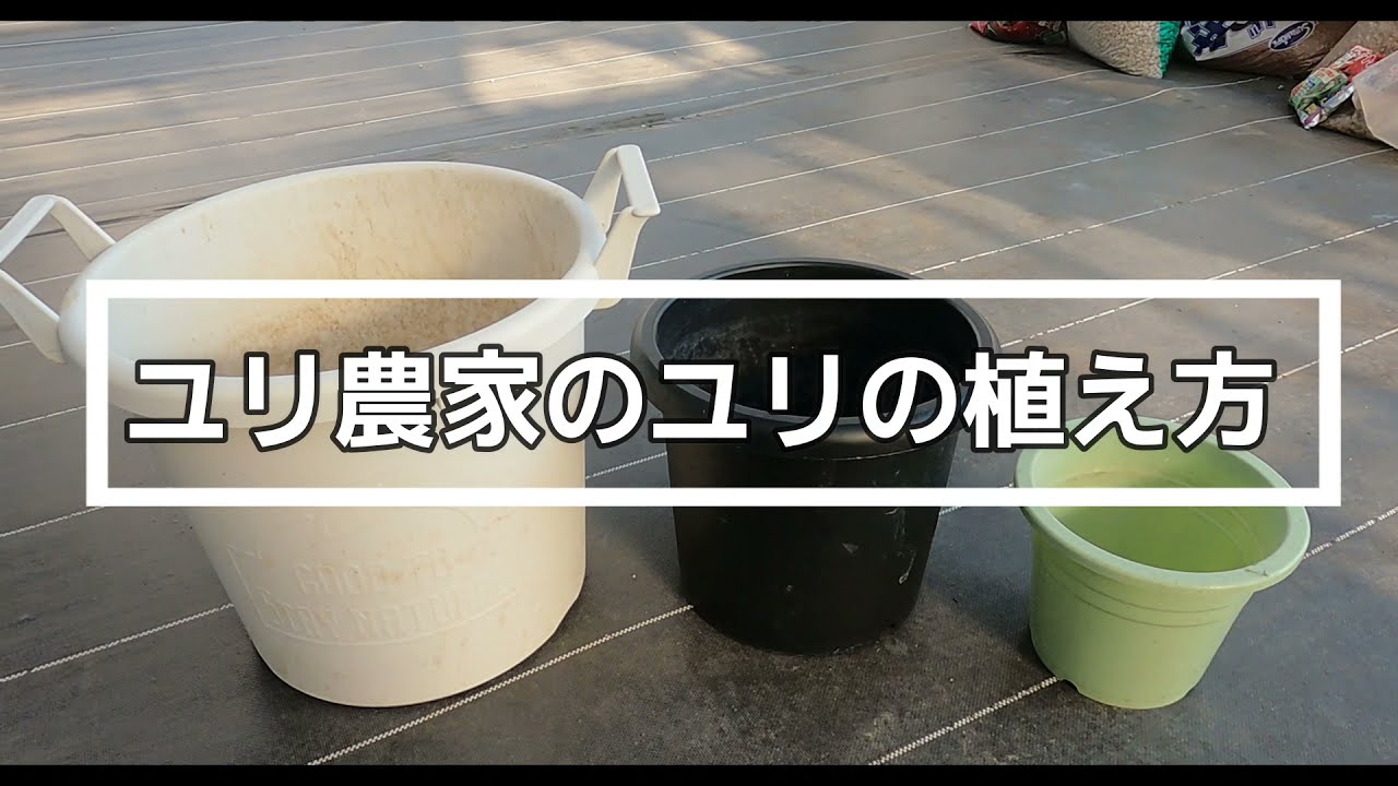 【簡単なユリの育て方】オリエンタルユリ農家が鉢に植えます