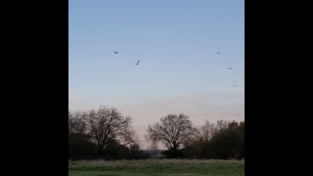 Crows, ringneck parakeets, and a heron! (Is this just a birdwatching vlog channel now?)