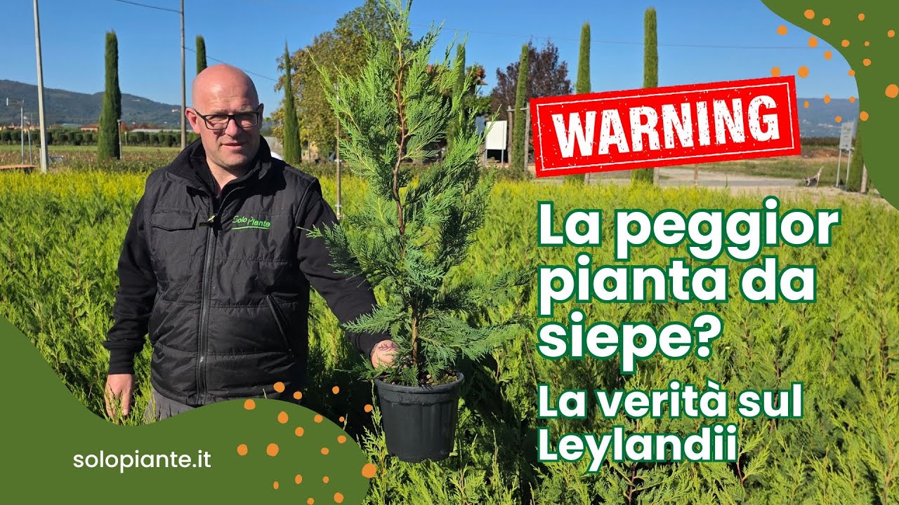 Leylandii: è davvero la peggior pianta da siepe? 🌱 ❌ Ecco la verità (che nessuno ti spiega)