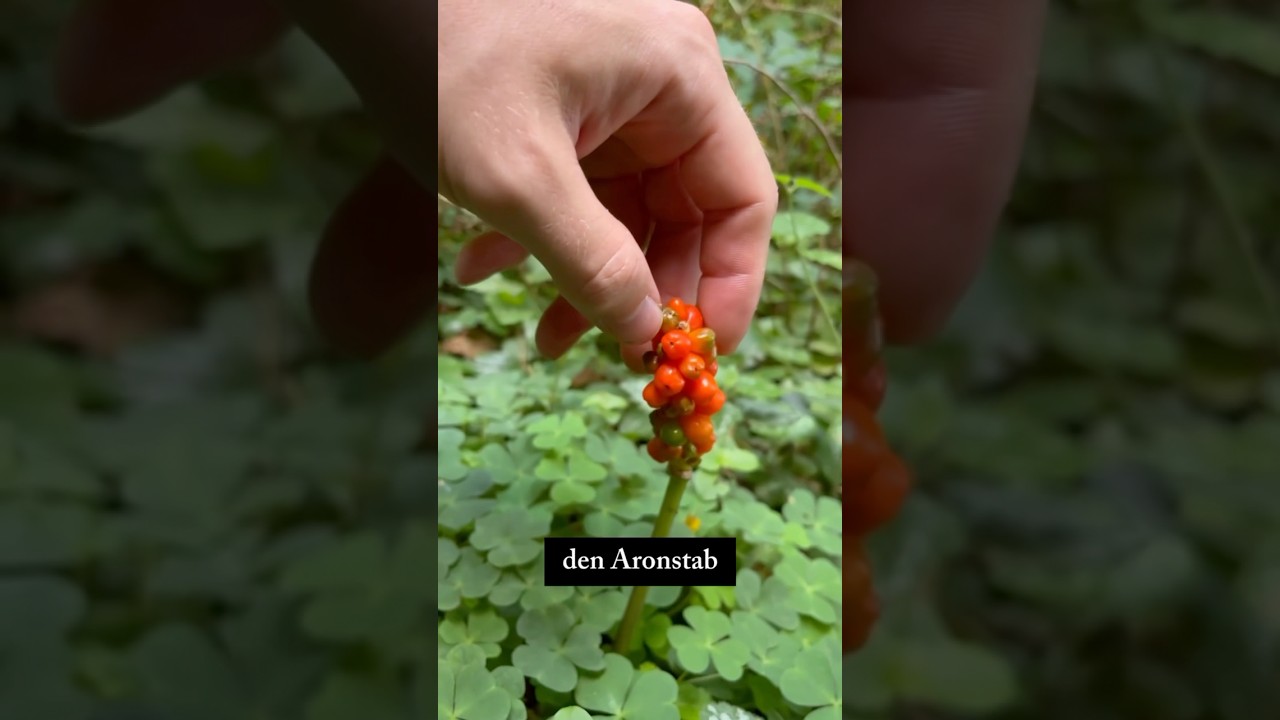 Aronstab -Nicht nachmachen ‼️🍇