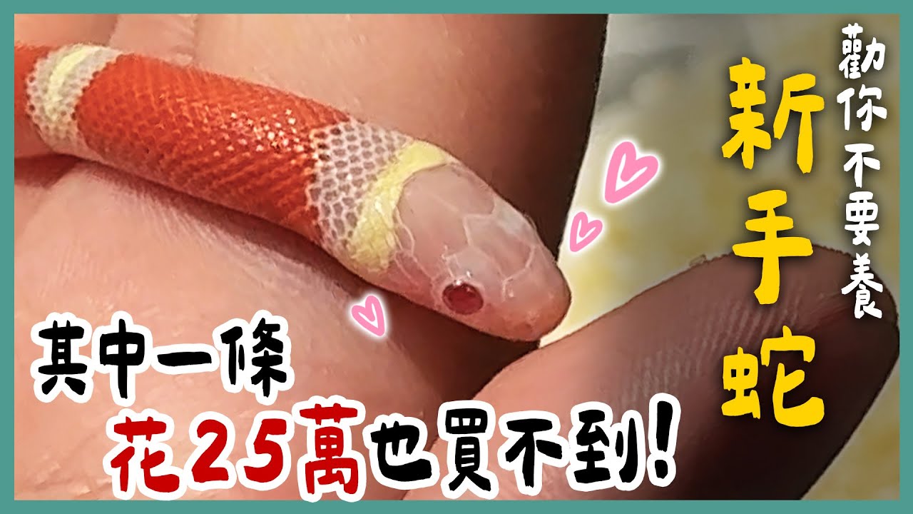 超幸運！居然看到價值六位數的蛇？！新手入門也能飼養的蛇有哪些？如何避免被蛇咬？玩具蛇特性一次看！《勸你不要養》EP32 | 蝌蚪老師與三桃