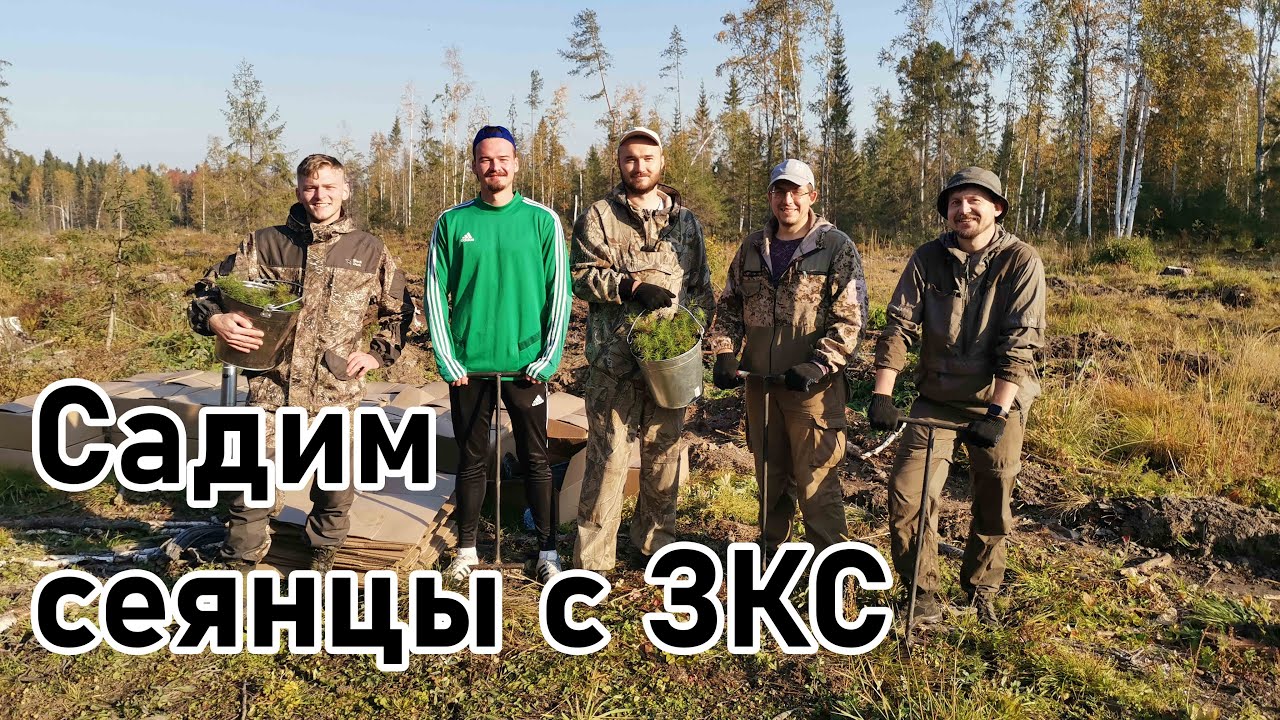 Осенняя посадка сеянцев сосны с ЗКС