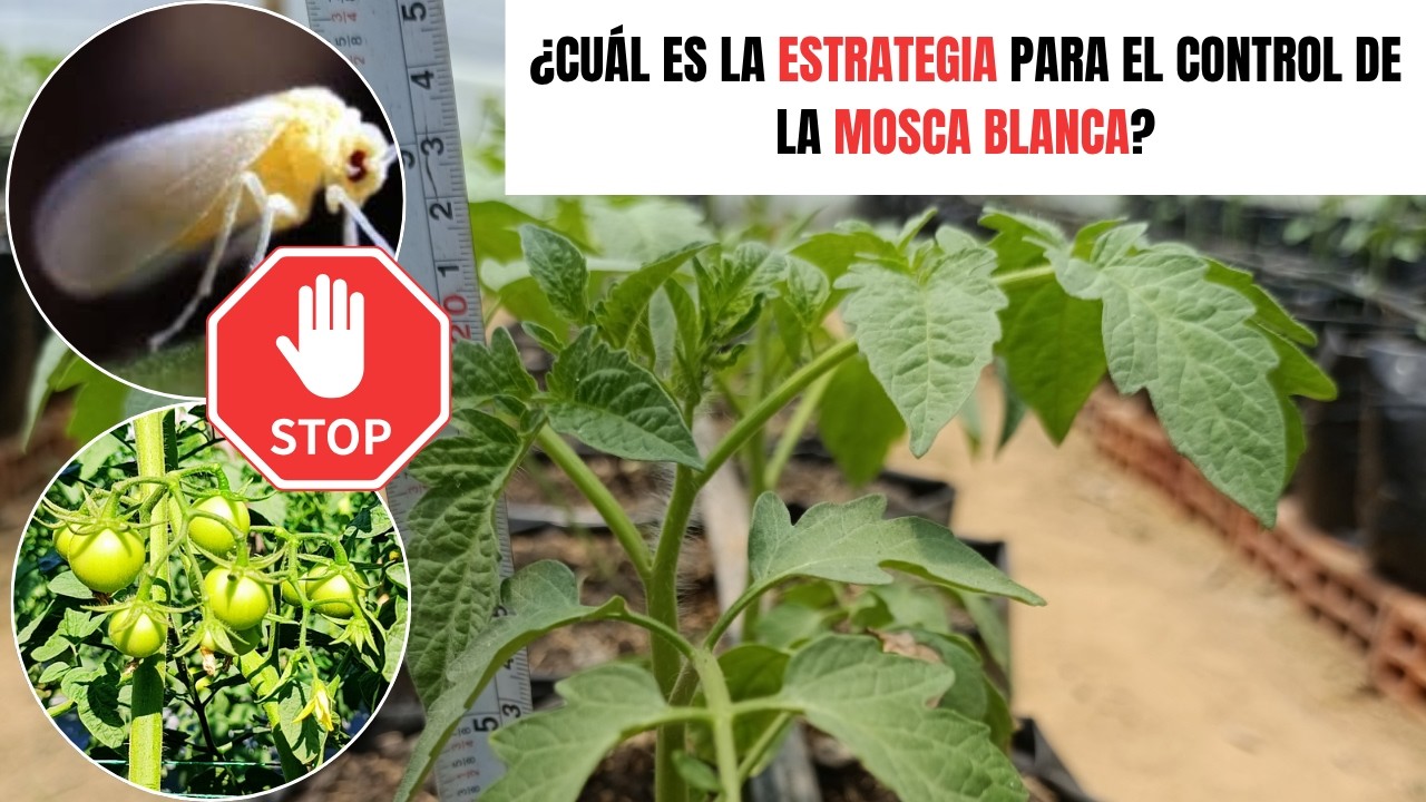 Estrategia de Esterilizaci&oacute;n para el Control de Mosca Blanca en Cultivos de Tomates