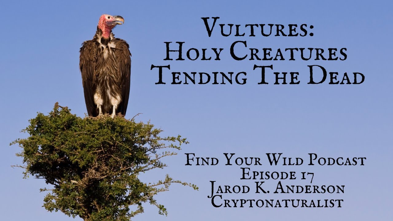 Vultures: Holy Creatures Tending The Dead with @TheCryptoNaturalist